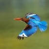 Lednacek hnedohlavy - Halcyon smyrnensis - White-throated Kingfisher 3735